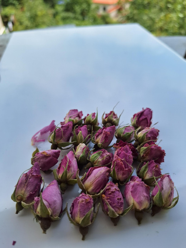 غنچه گل محمدی
